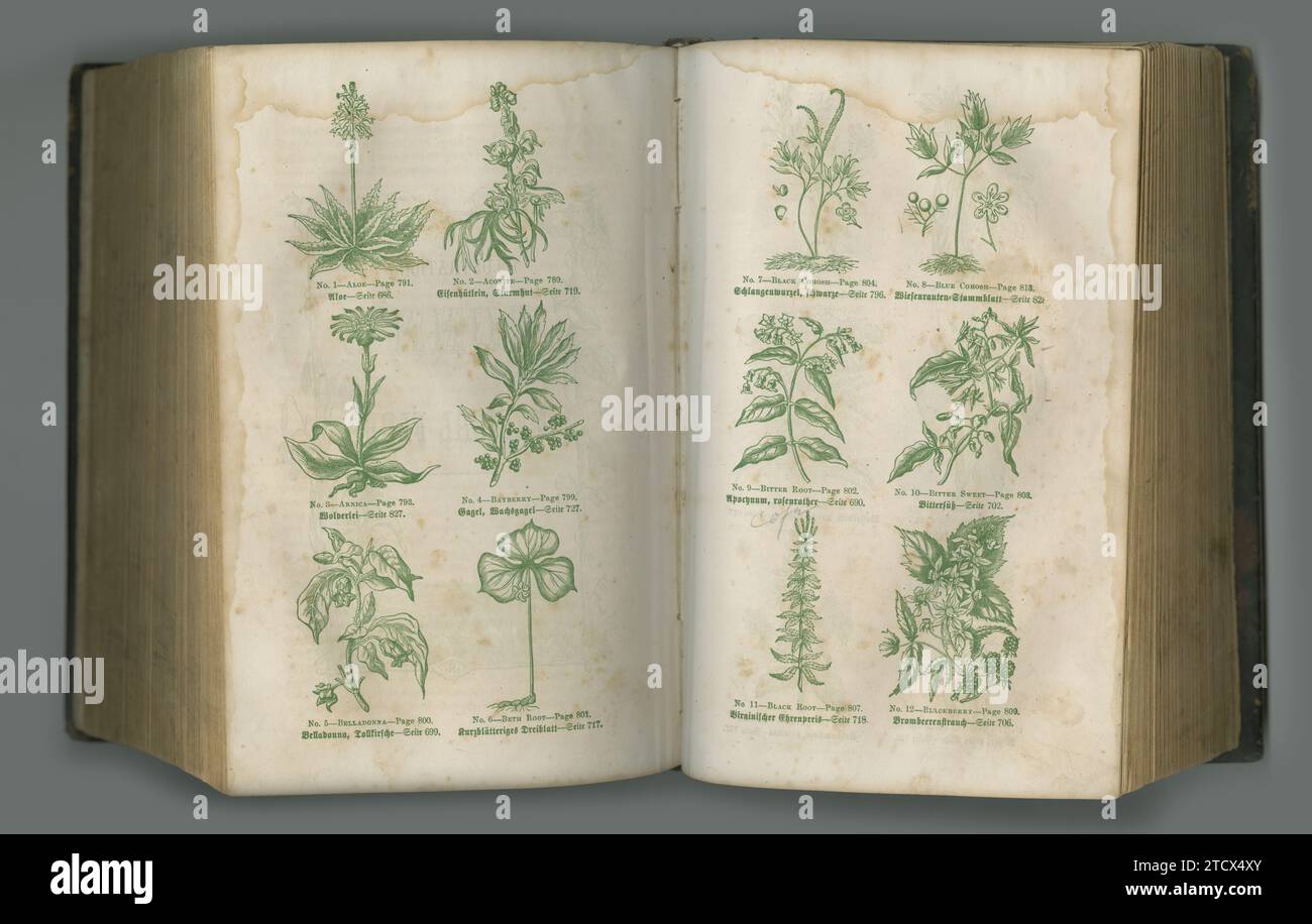 Old book, plants and vintage pages of herbs in biology for medical study or history against a studio background. Closeup of historical novel Stock Photo