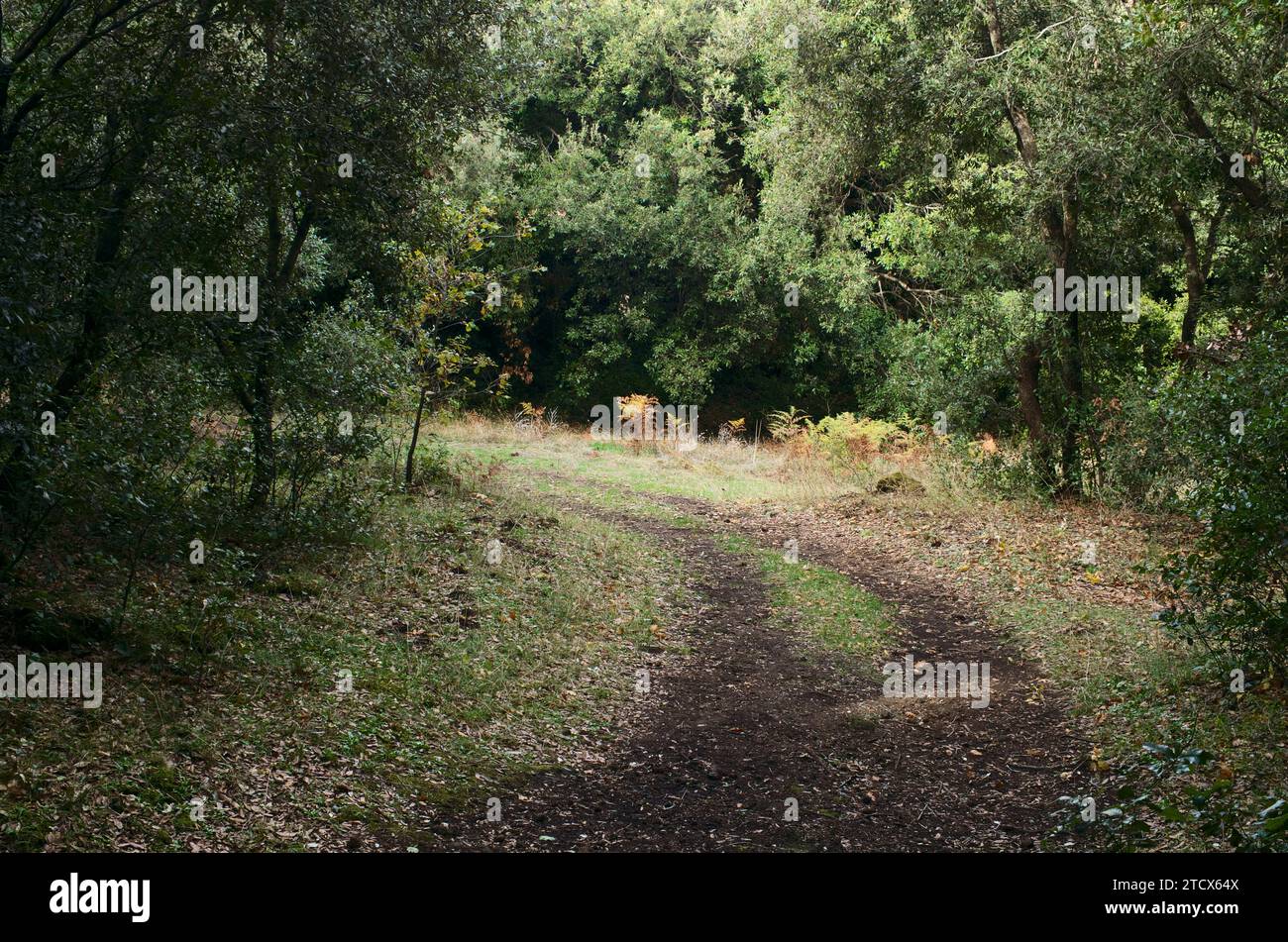 curved path through woods in Etna Park, Sicily, Italy Stock Photo