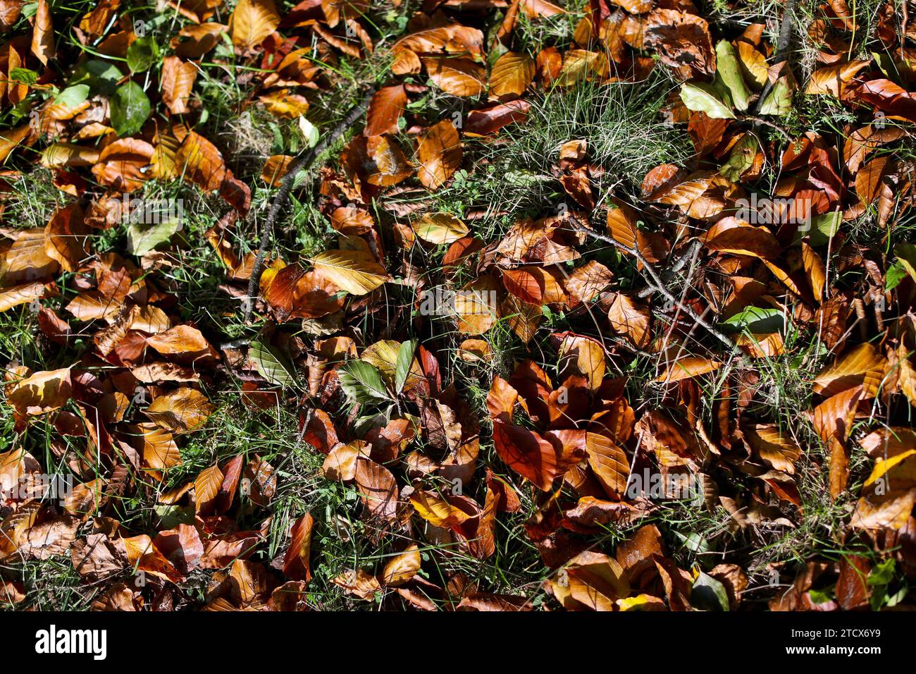 23.10.2023, Herbststimmung in der Lüneburger Heide, Laub auf dem Rasen Hamburg Deutschland *** 23 10 2023, Autumn mood in the Lüneburg Heath, leaves on the lawn Hamburg Germany Stock Photo