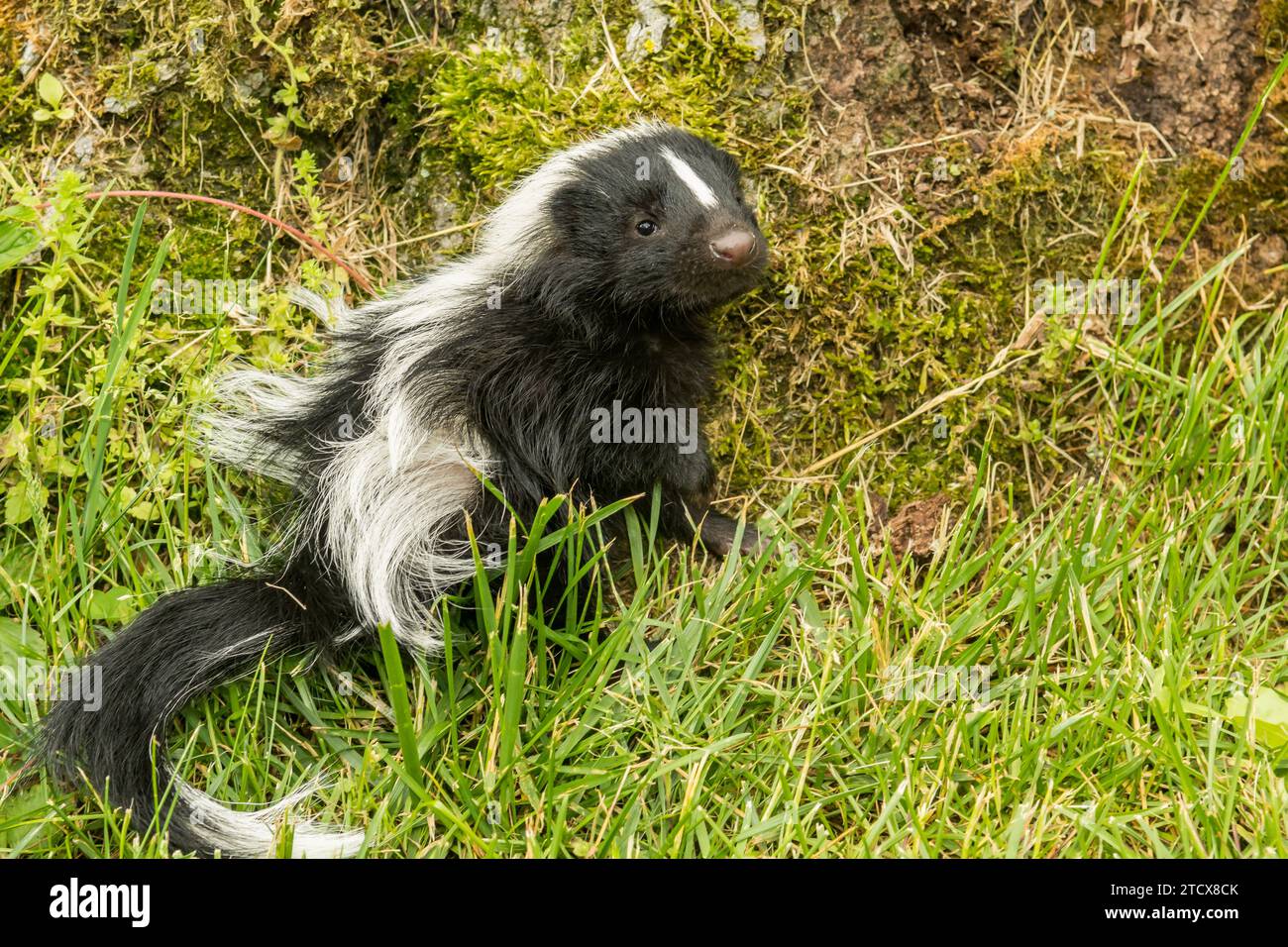 Striped Skunk Kit in the garden Stock Photo