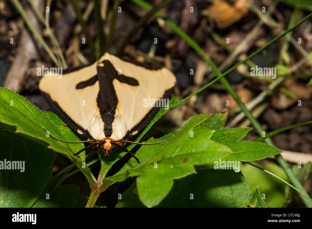 Clymene Moth - Haploa clymene Stock Photo