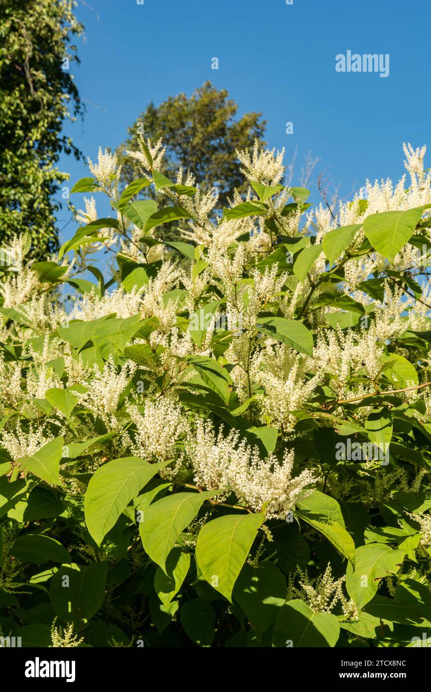 Invasive Japanese Knotweed Reynoutria japonica Stock Photo Alamy