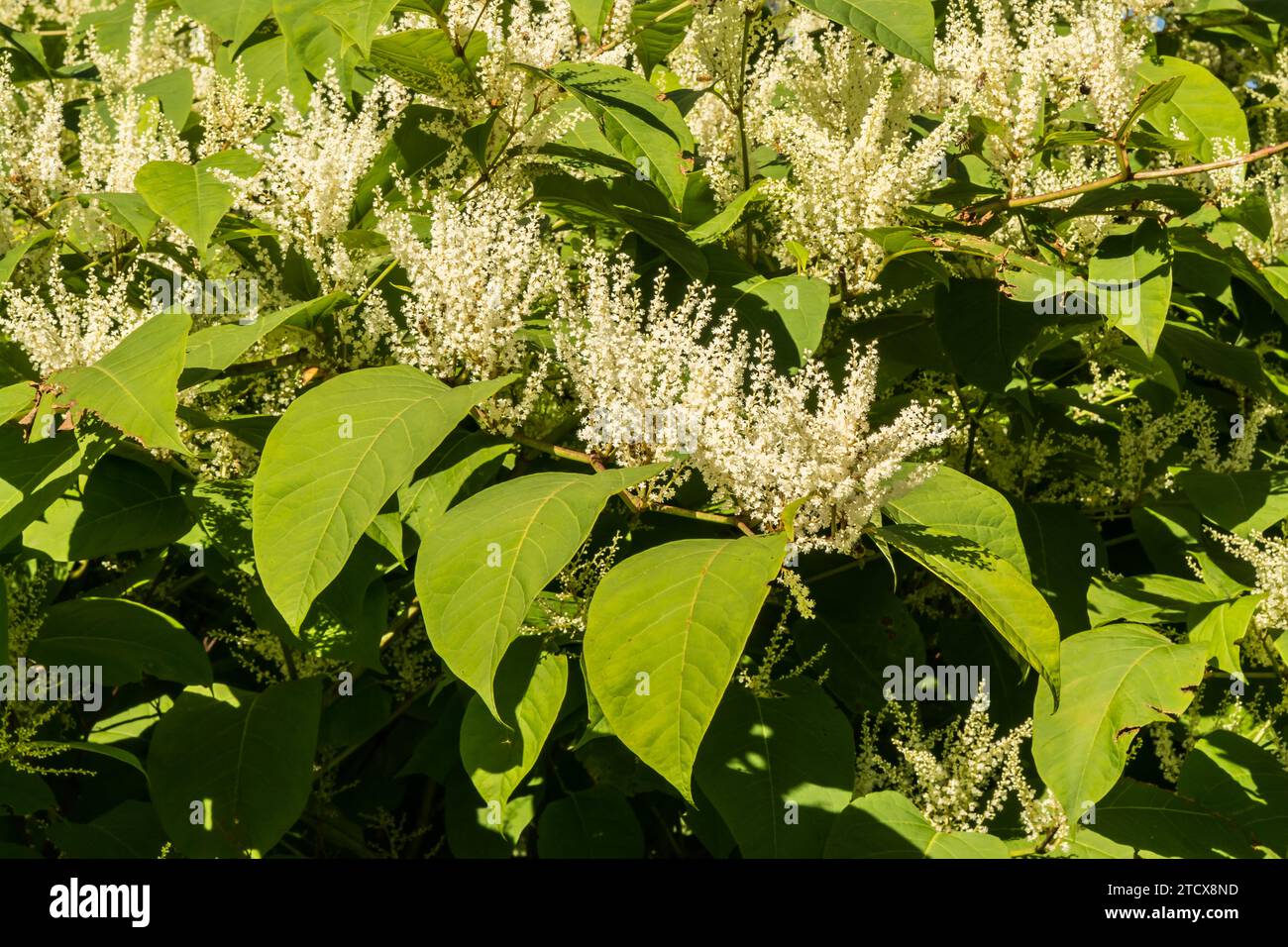 Invasive Japanese Knotweed - Reynoutria japonica Stock Photo