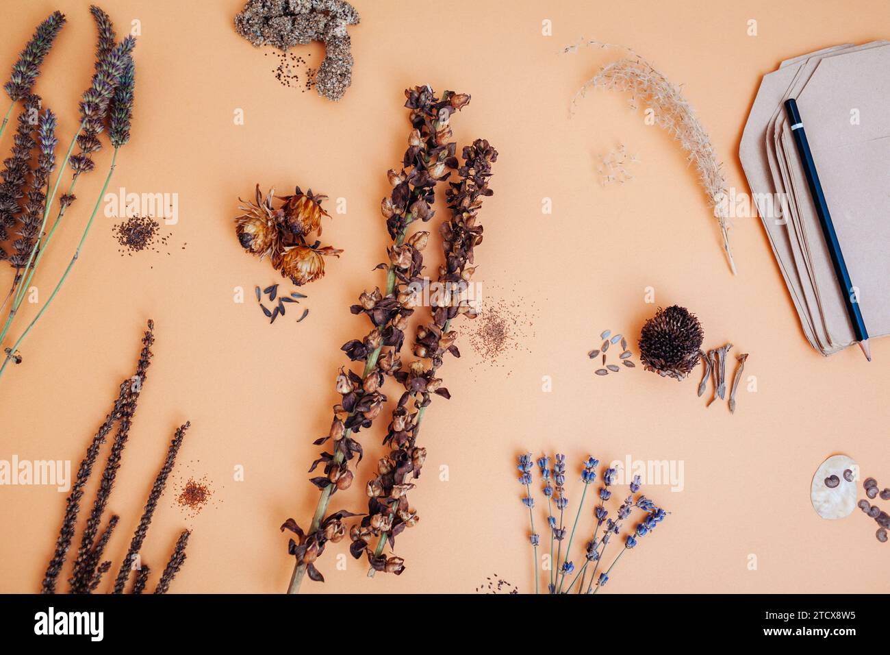 Top view of flower seeds variety. Collecting picked dry seedpods of foxglove veronica lavender agastache dahlia zinnia ornamental grass in paper bags. Stock Photo