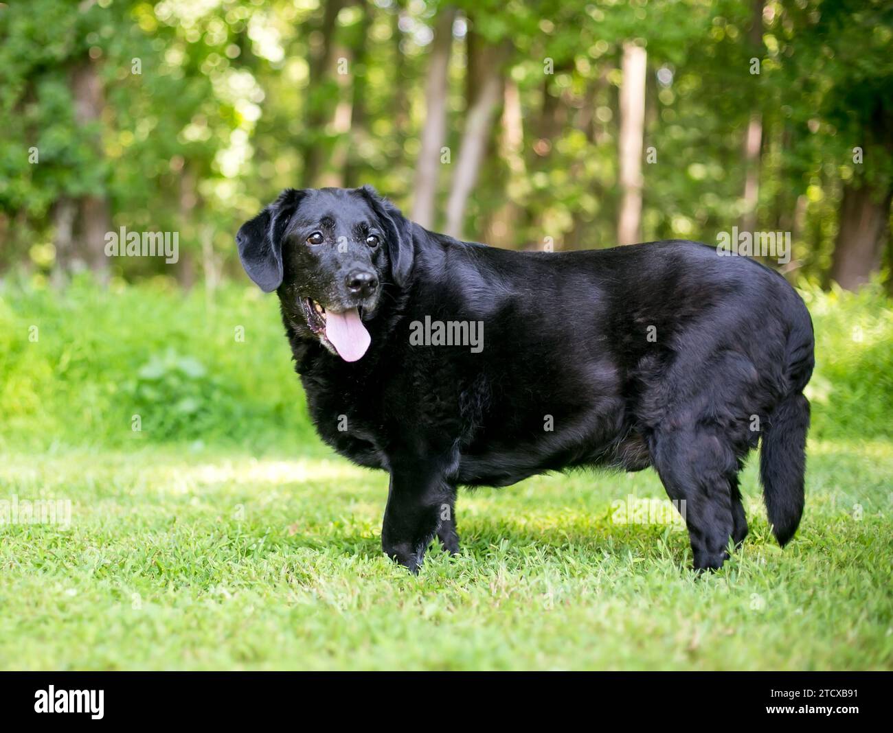 Big fat black dog 2025