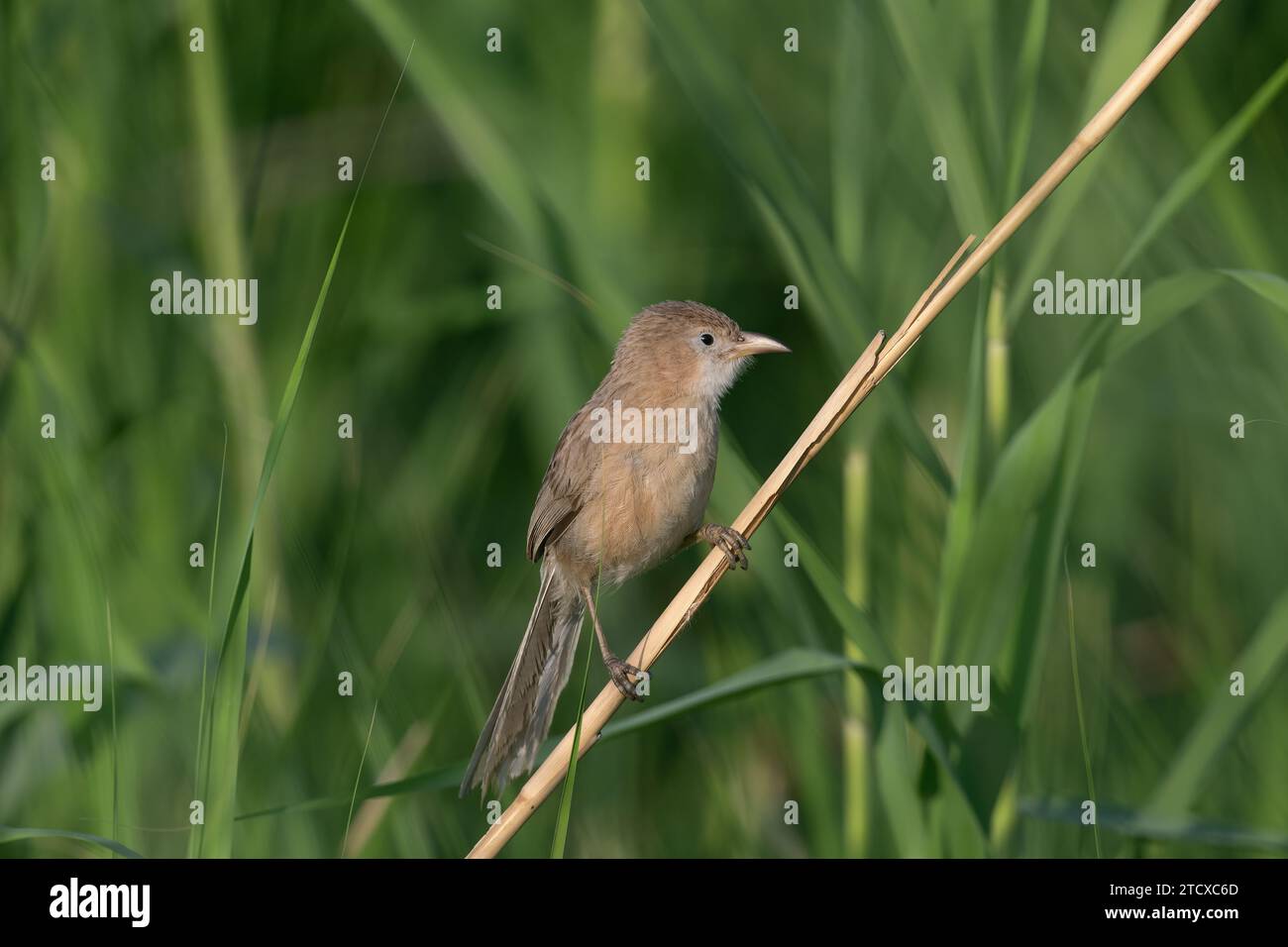 Iraq Babbler (Argya altirostris) feeding among the reeds. Stock Photo