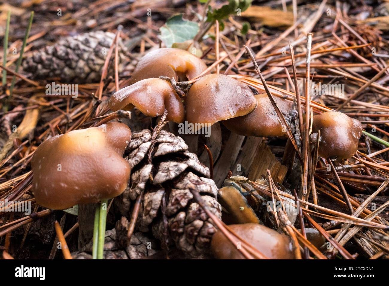 Psilocybe Cyanescens Magic Mushrooms growing in wood chips Stock Photo