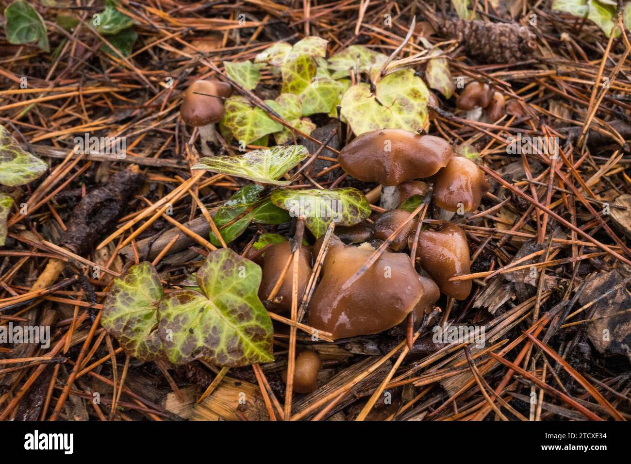 Psilocybe Cyanescens Magic Mushrooms growing in wood chips Stock Photo