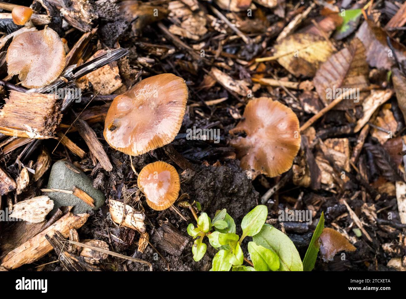 Psilocybe Cyanescens Magic Mushrooms growing in wood chips Stock Photo