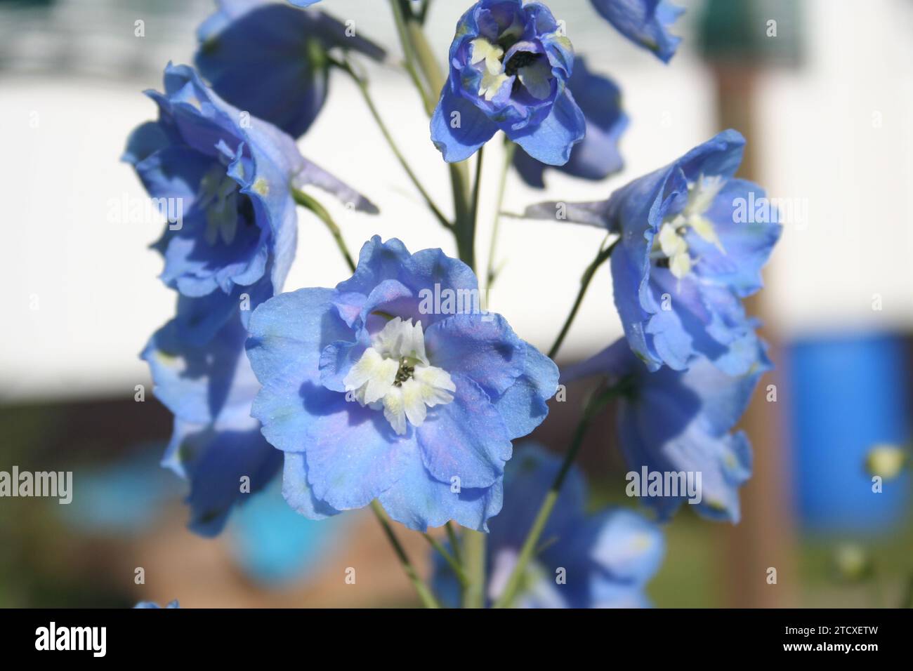 Blue delphinium medium closeup Stock Photo