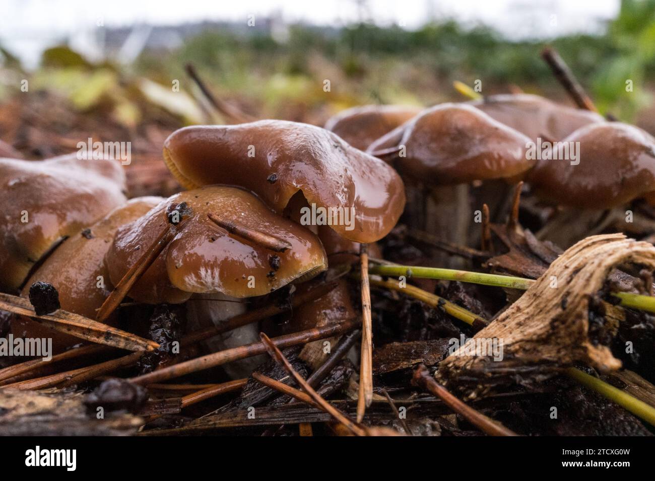 Psilocybe Cyanescens Magic Mushrooms growing in wood chips Stock Photo