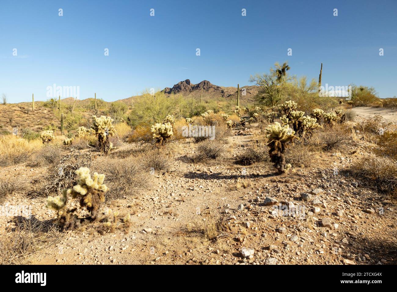 Desert landscape and vegetation in the hills east of Phoenix, AZ, USA Stock Photo