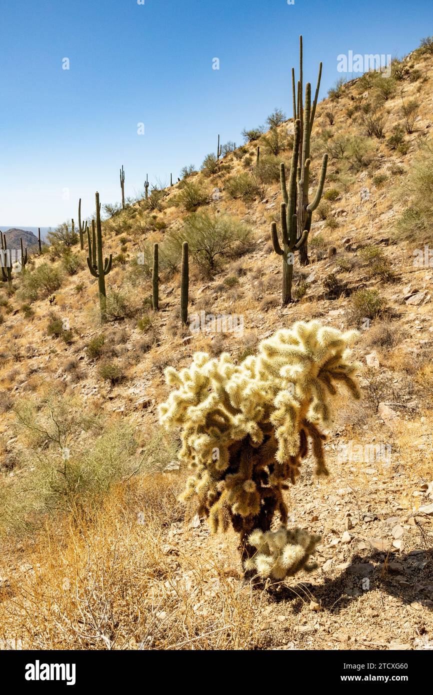 Calla Cactus Cholla cactus and saguaro cacti in the hills east of Phoenix, AZ, USA ...