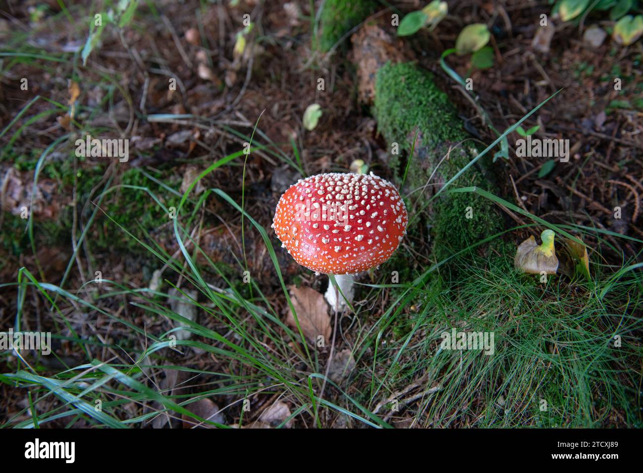 toxic and poisonous mud, the scientific name is amanita muscaria, it has many popular names including that of white snow, life-threatening, poison, Stock Photo