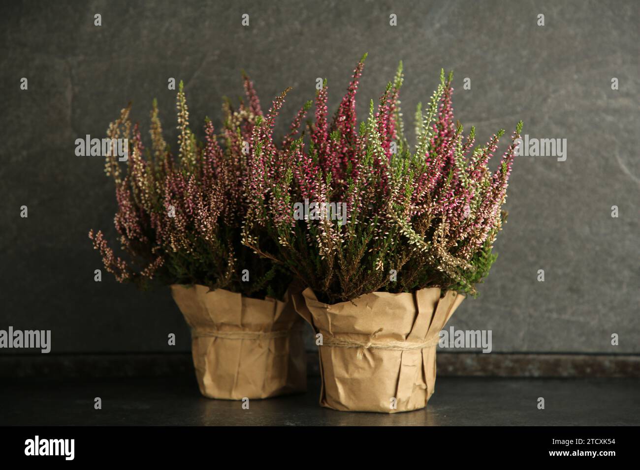 Beautiful heather flowers in pots on dark grey table Stock Photo