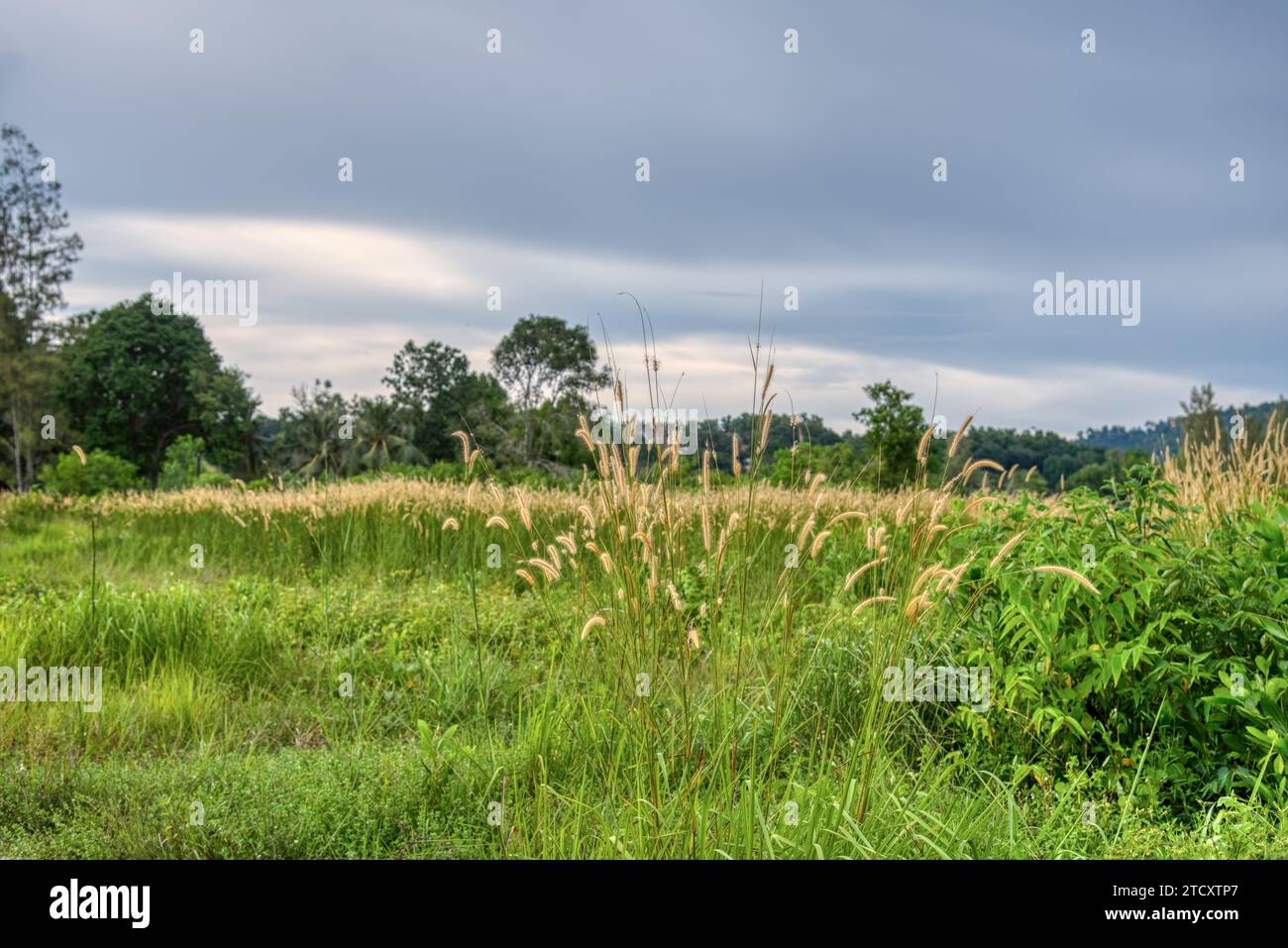 wild bushy meadow of setaria knootroot bristlegrass Stock Photo