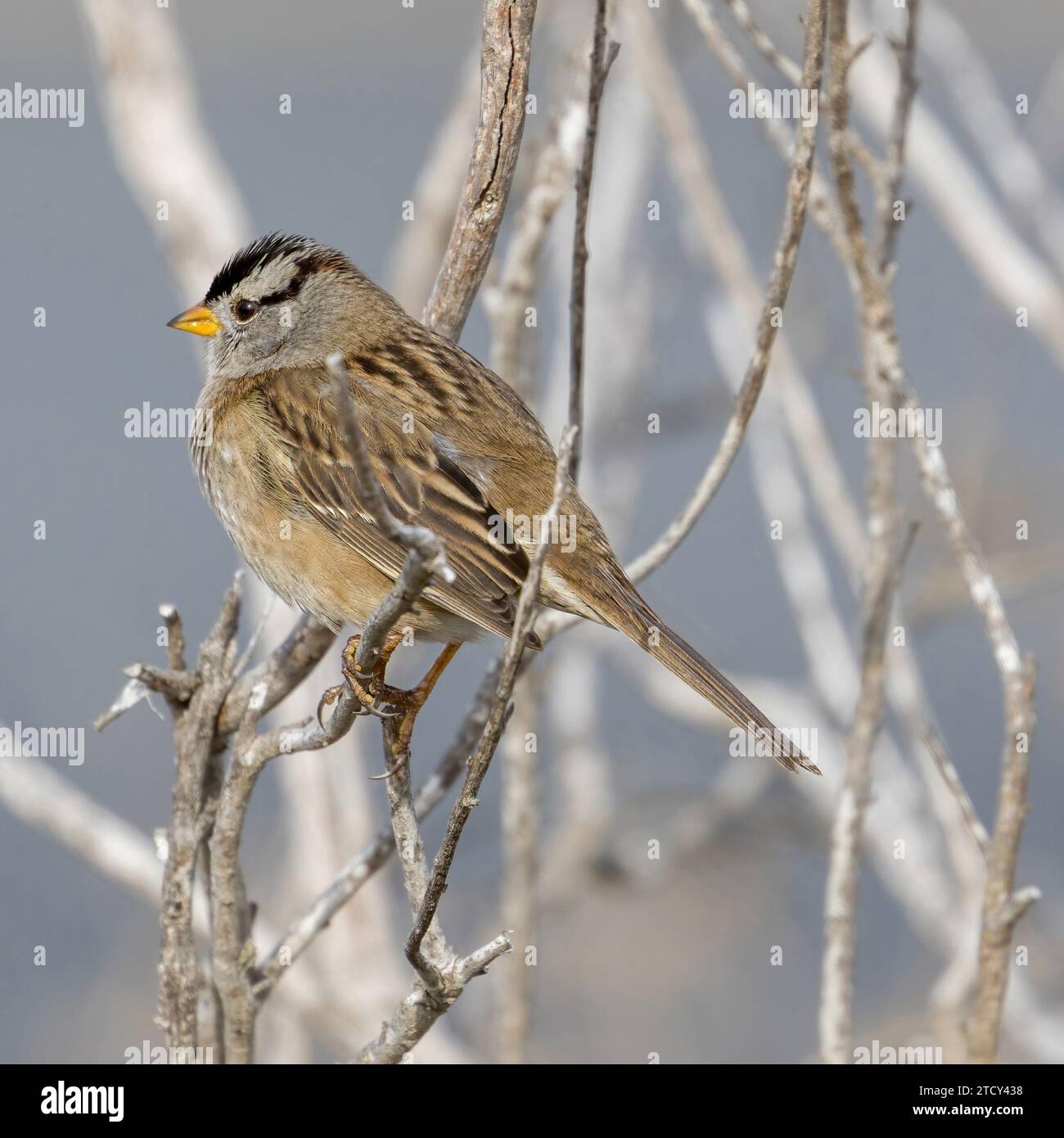 White-crowned Sparrow. Palo Alto Baylands, Bay Area, California. Stock Photo