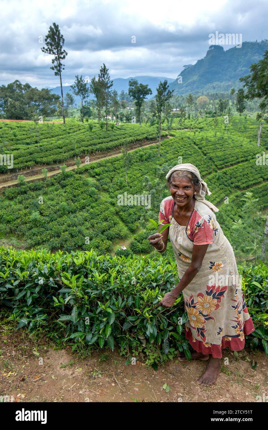 A Tamil tea picker shows the type of new leaf growth leaf required to be harvested for tea production at a plantation at Nuwara Eliya in Sri Lanka. Stock Photo
