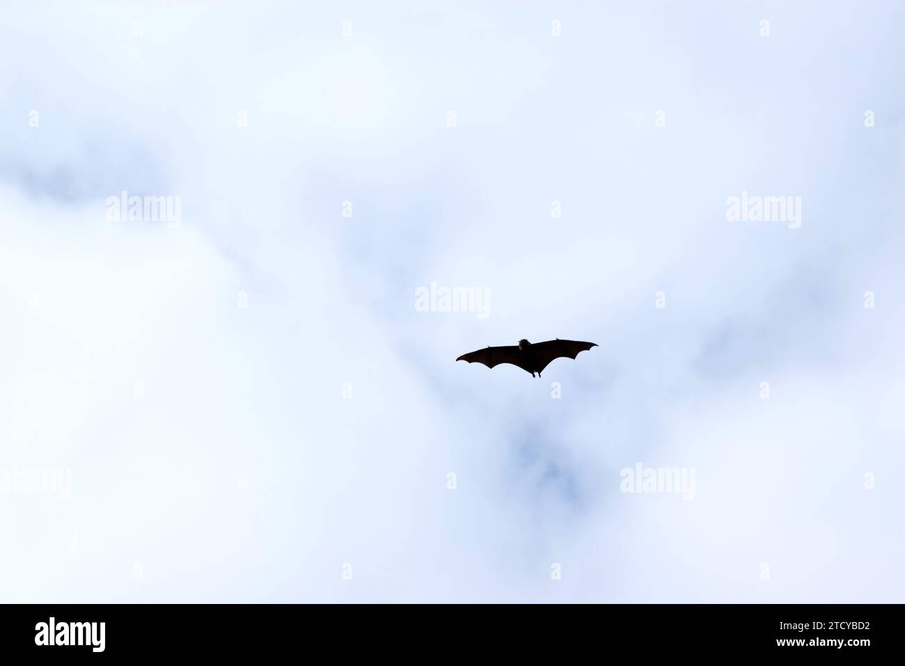 Bats are the only mammals that can fly. Instead of arms or hands, they