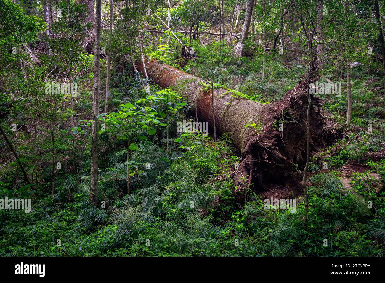 Fallen tree in Bunya Mountains National Park, Queensland, Australia Stock Photo