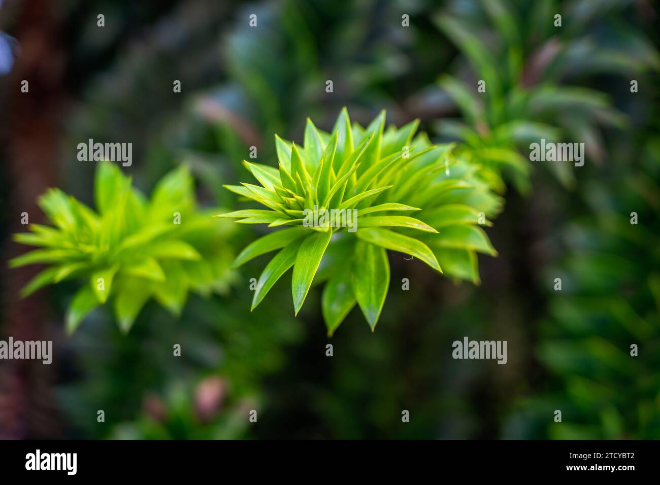 Bunya pine tree branch closeup Stock Photo