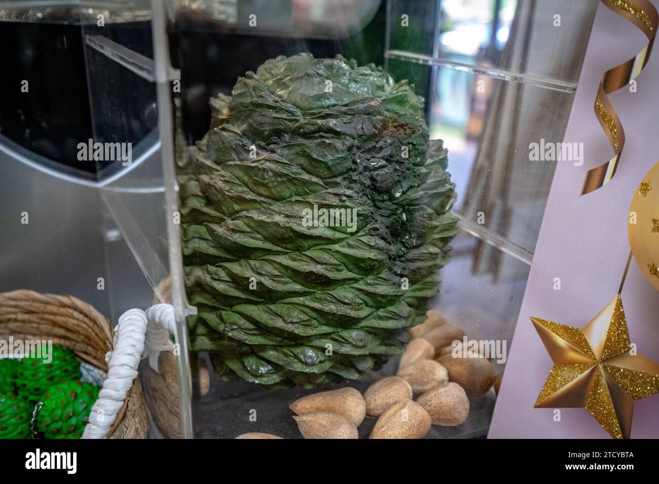 Giant Bunya pine tree cone replica Stock Photo