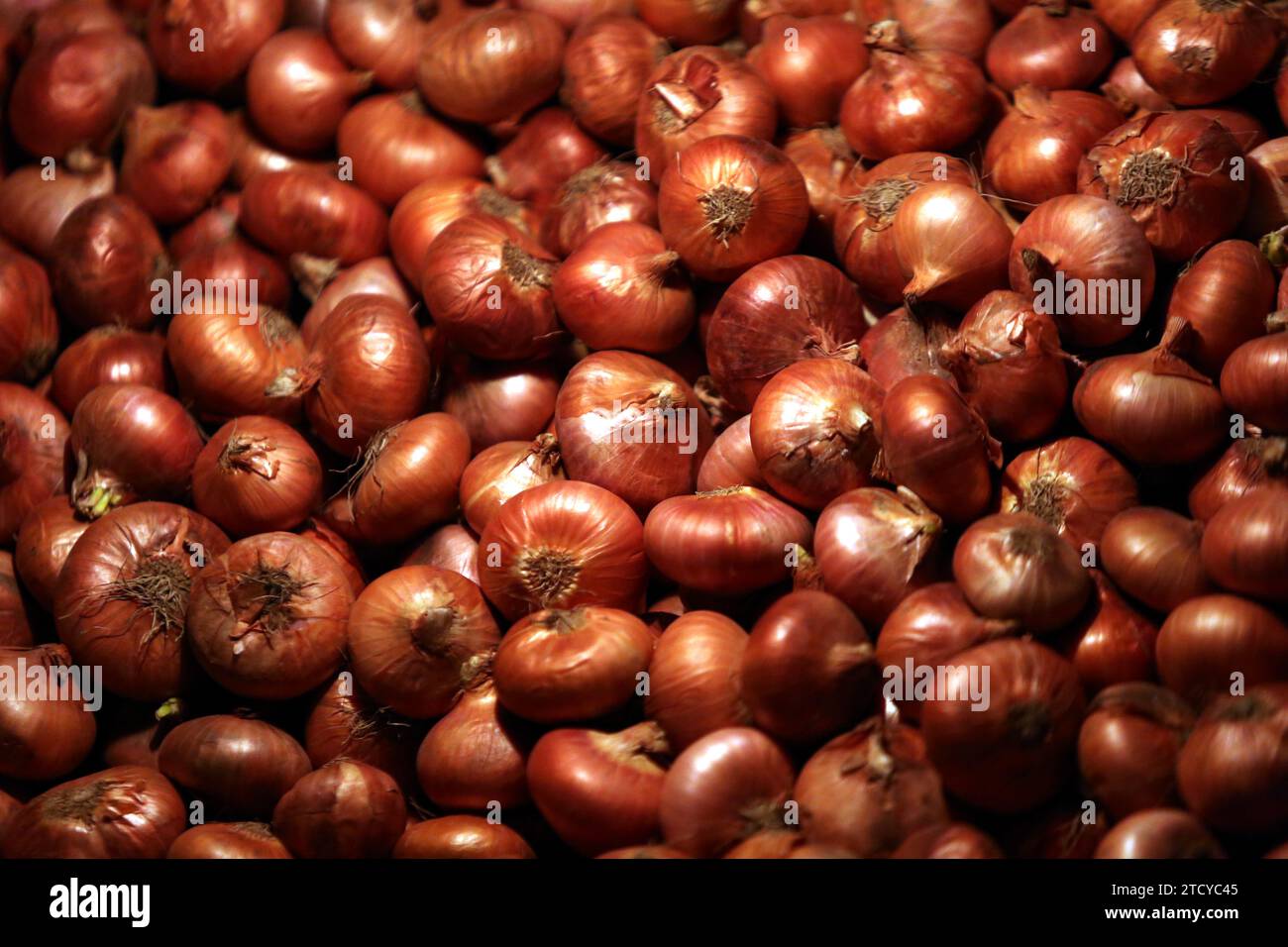Bangladeshi vendor arranges onions in the wholesale market at Kawran