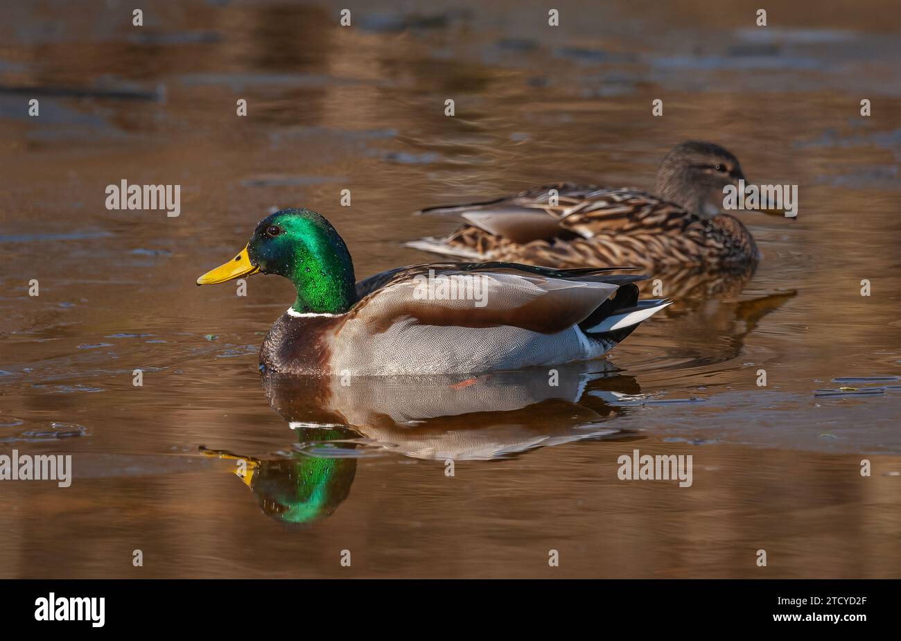 A pair of Mallard Ducks ( Anas platyrhynchos ) swimming in a small patch of open water on a partially frozen pond in early spring. Stock Photo