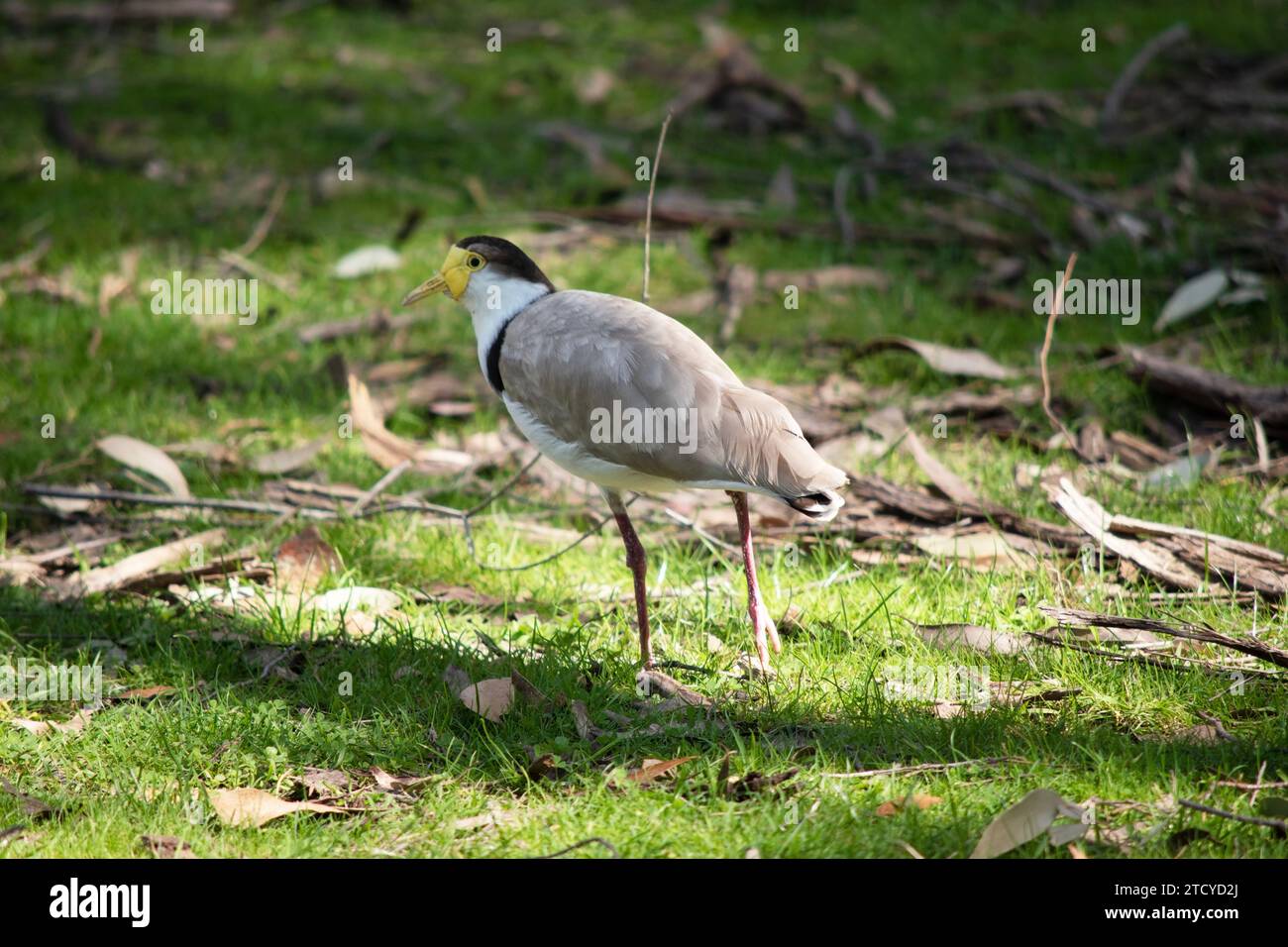 The Masked Lapwing is mainly white below, with brown wings and back and a black crown. Birds have large yellow wattles covering the face, Stock Photo