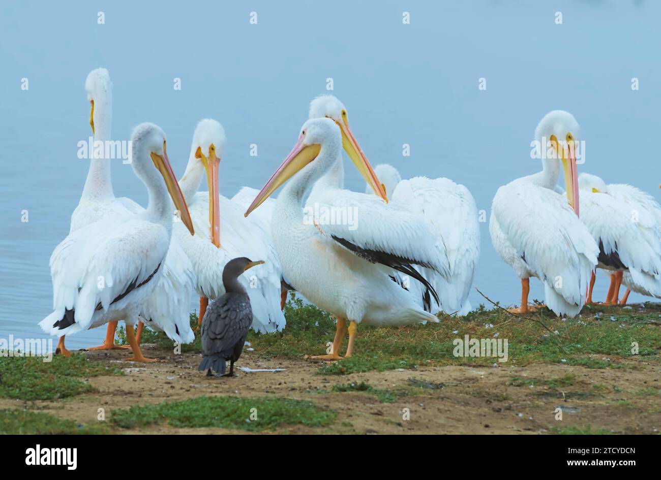 Pelican convention ion? Loos as such, as flock of great white pelicans ...