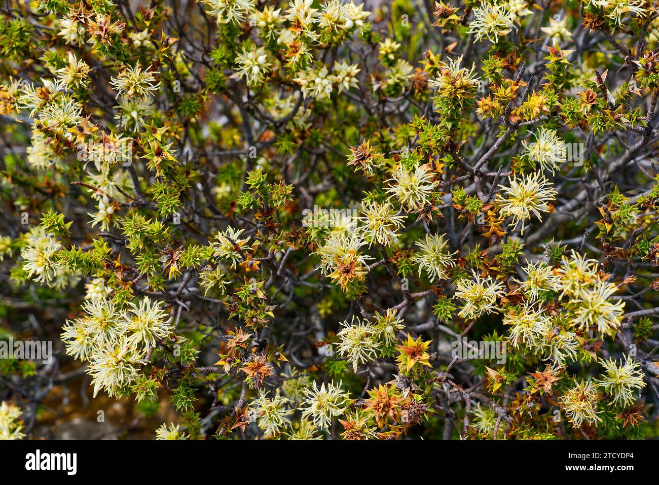 Sprengelioides hi-res stock photography and images - Alamy