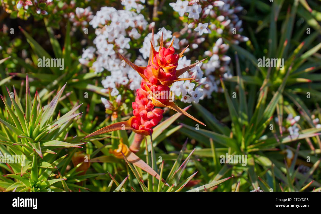 Close up of Richea scoparia Dracophyllum persistentifolium flower on green plant at Collins Bonnet, Mount Wellington, Hobart, Tasmania, Australia Stock Photo