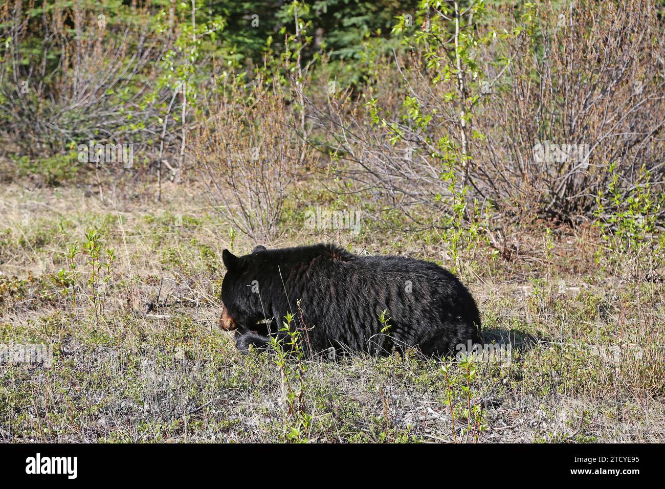 Black bear rocky mountains hi-res stock photography and images - Alamy
