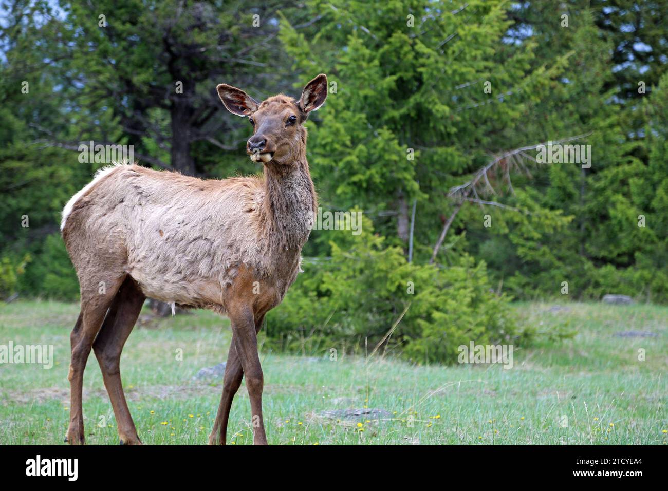 Female elk, Canada Stock Photo