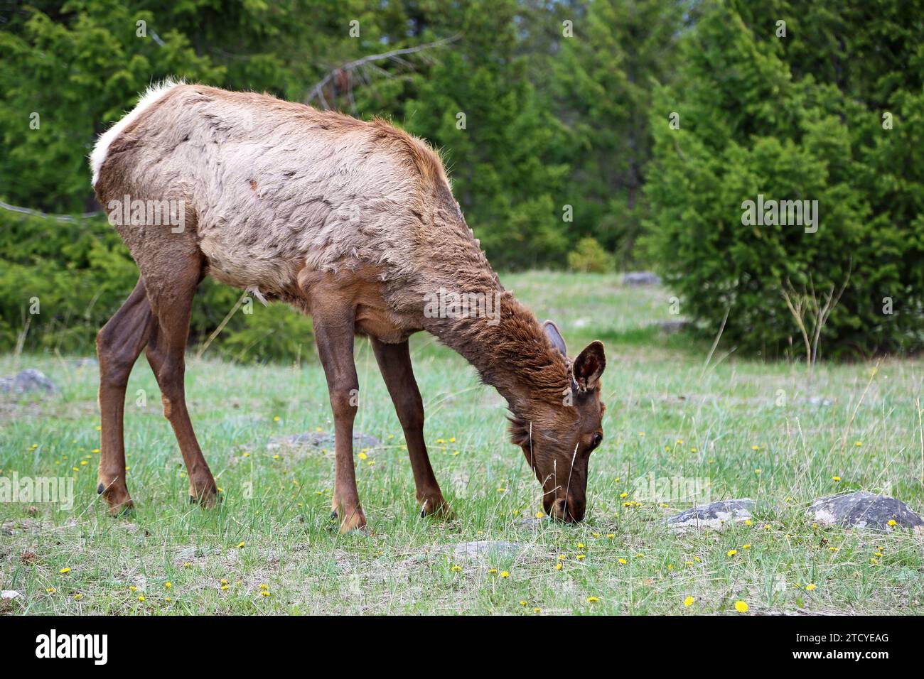 Female elk grazing, Canada Stock Photo