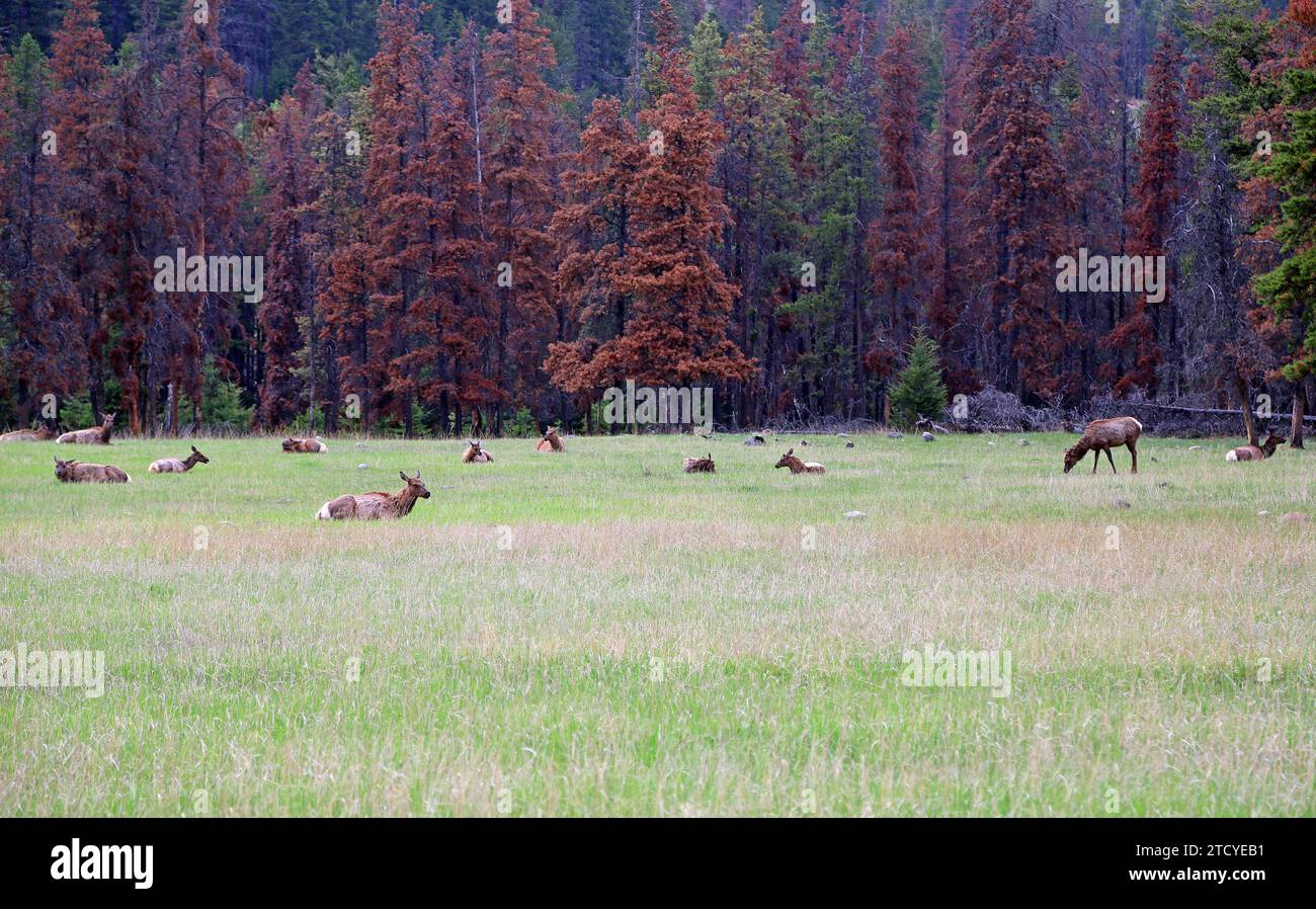 Elk herd, Canada Stock Photo