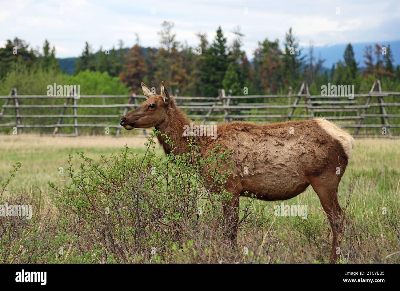 Female elk behind bush, Canada Stock Photo