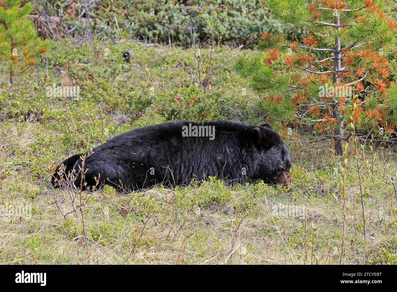 Black bear rocky mountains hi-res stock photography and images - Alamy