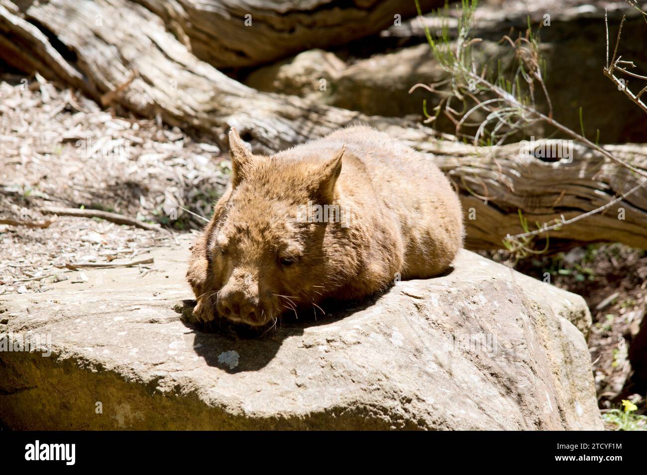 The hairy-nosed wombats have softer fur, longer and more pointed ears and a broader muzzle fringed with fine whiskers then common wombats. Stock Photo