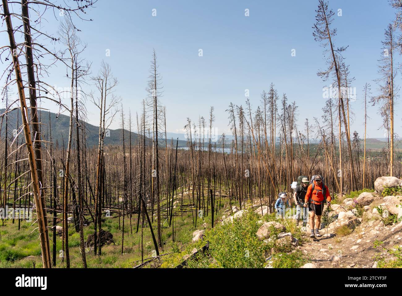 Hikers traverse a recovering burnt forest trail in Rocky Mountain National Park. Stock Photo