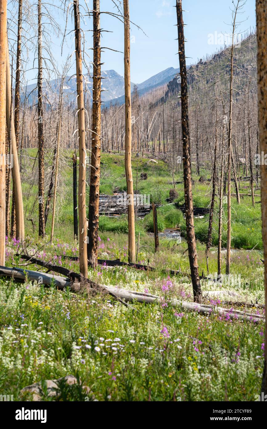 Vibrant wildflowers and new growth frame a view of Rocky Mountain National Park. Stock Photo