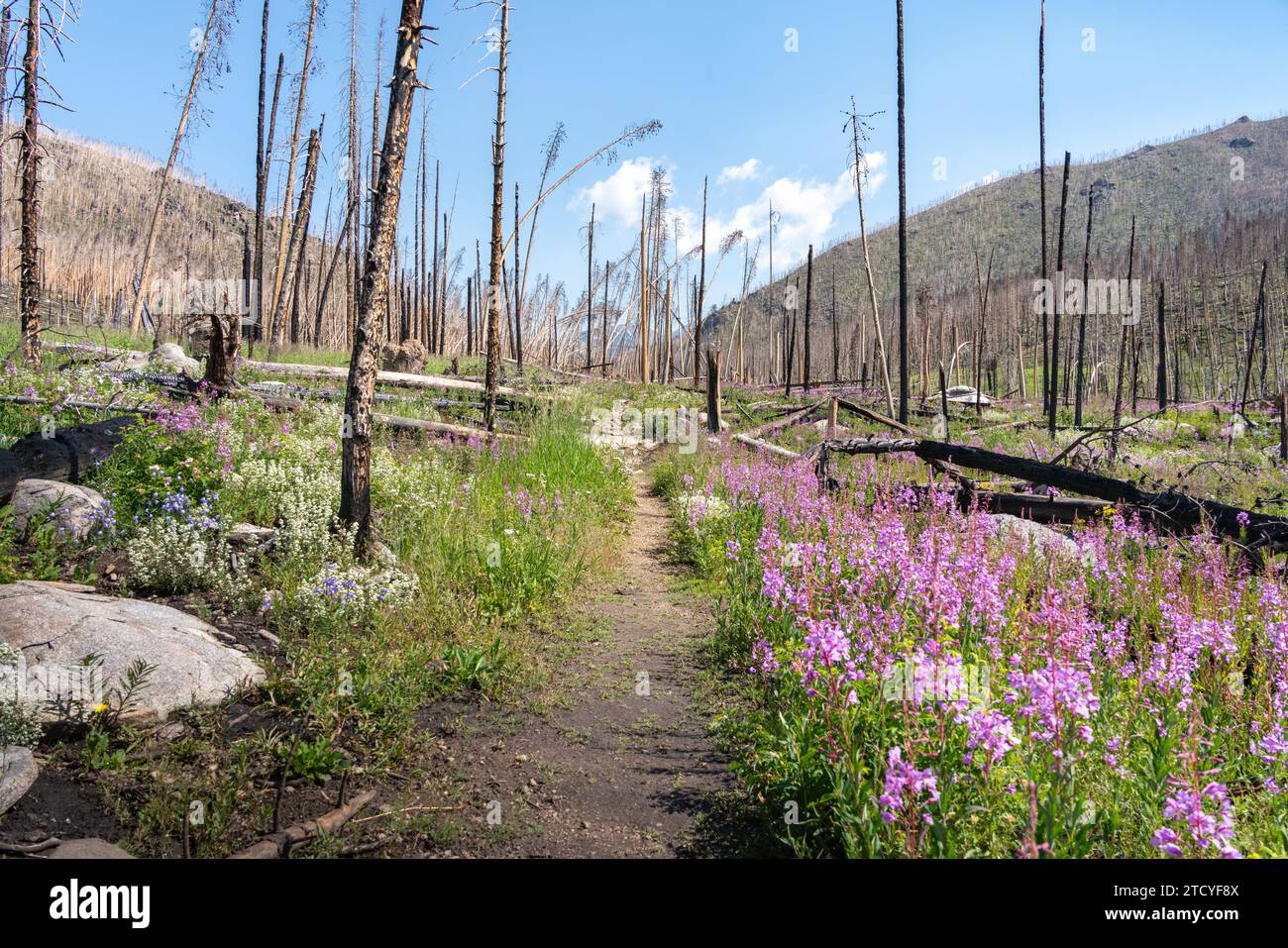 A hiking path through a regenerating forest dotted with fireweed, Rocky Mountain NP. Stock Photo