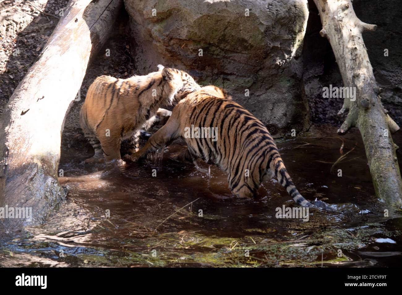 Young tigers have a coat of golden fur with dark stripes, the tiger is