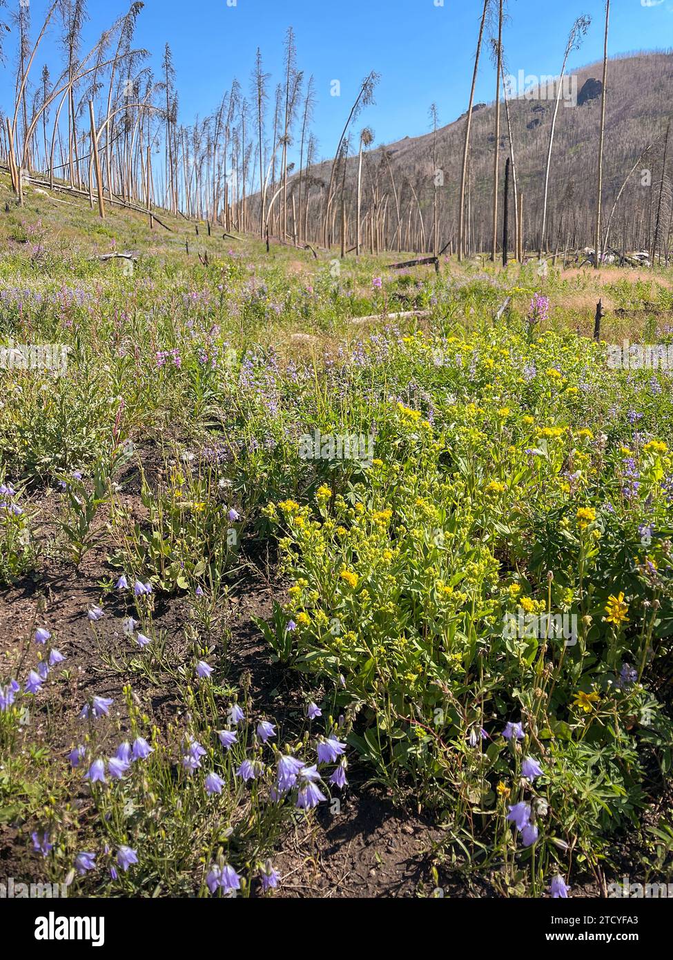 New floral life flourishes among burnt trees under a clear sky in Rocky Mountain NP. Stock Photo