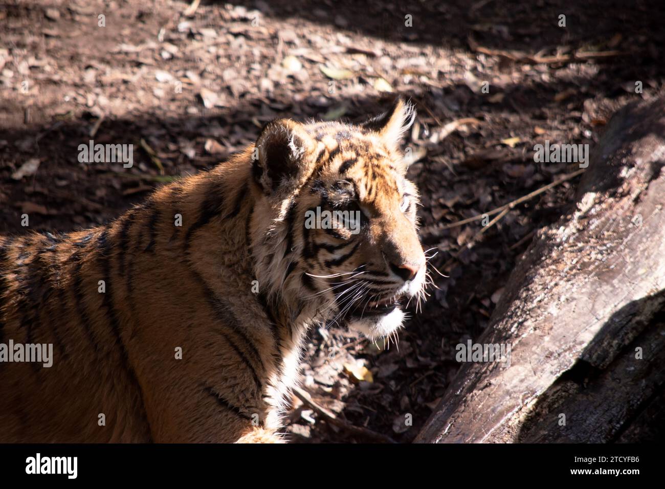 Young tigers have a coat of golden fur with dark stripes, the tiger is