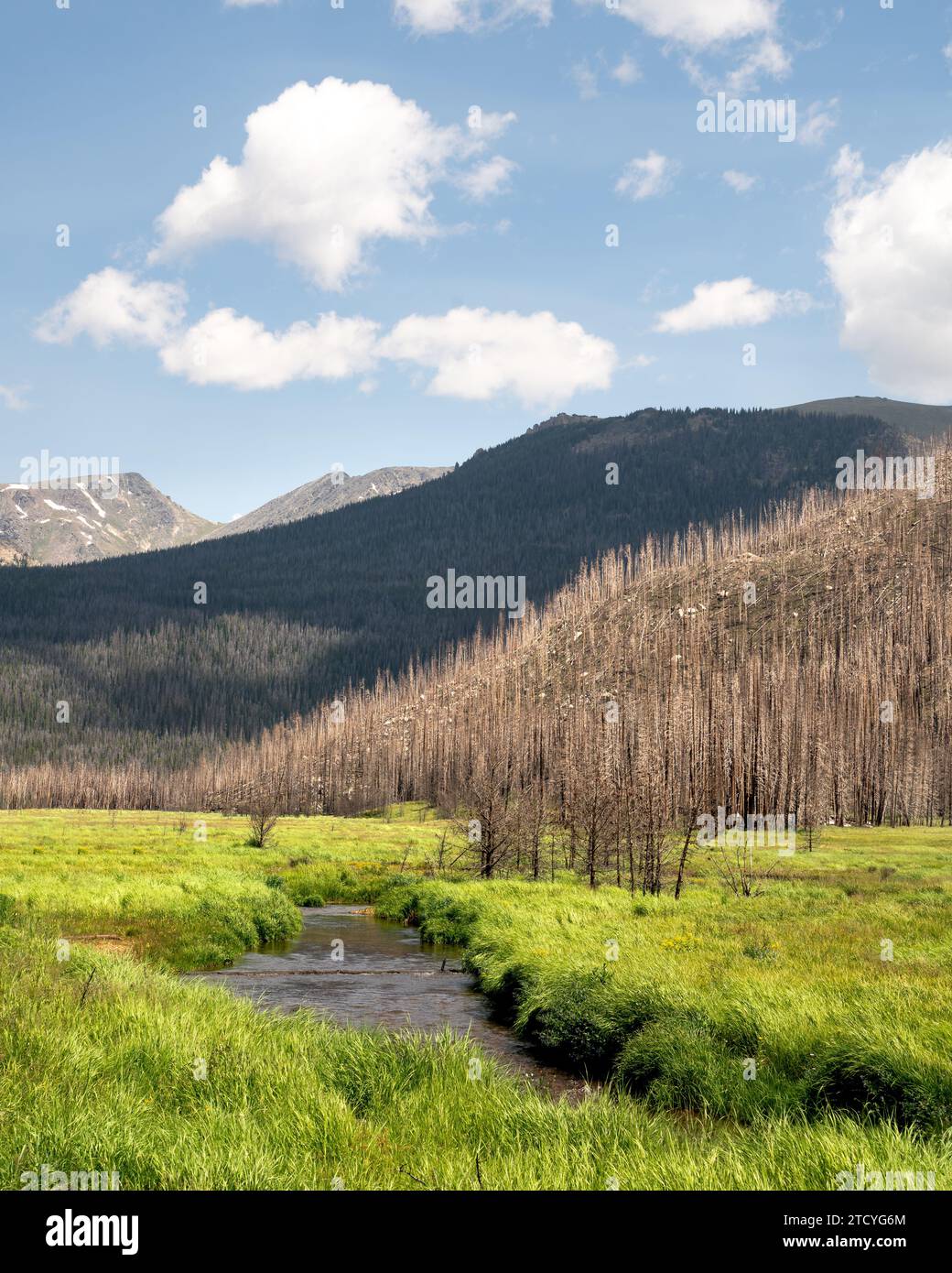 The tranquil waters of a meadow stream flow through a vibrant green valley against the backdrop of a recovering burnt forest in Rocky Mountain Nationa Stock Photo