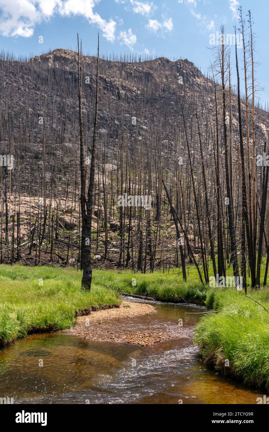 Tranquil stream flows through a recovering wildfire area in Rocky Mountain National Park, illustrating nature's resilience. Stock Photo