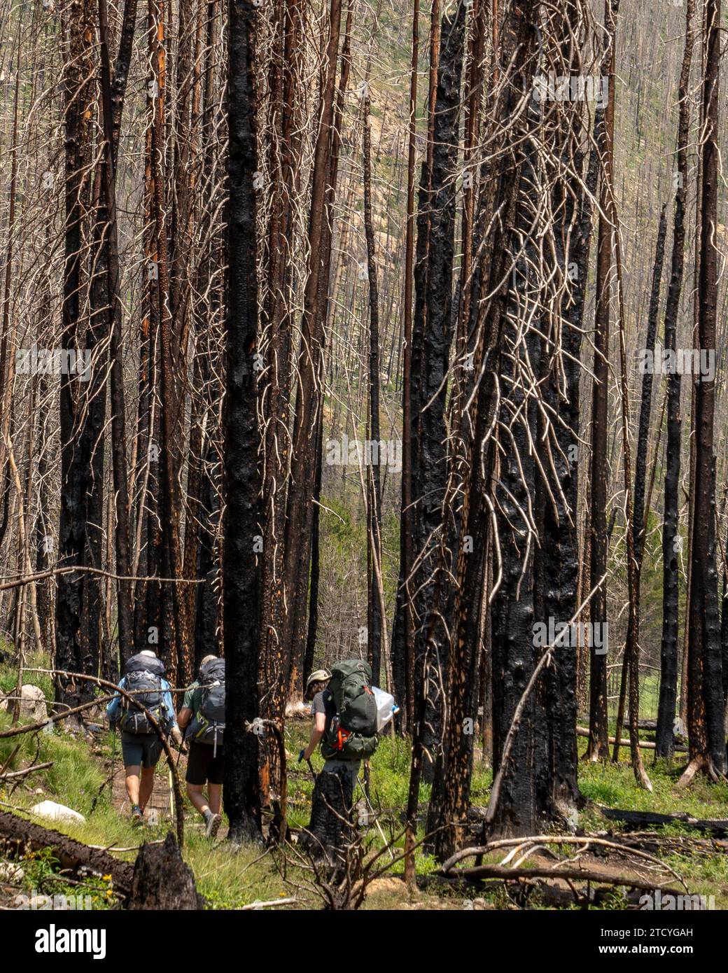 A group of hikers traverses a trail amid the stark backdrop of a burnt forest, embodying the spirit of adventure in Rocky Mountain National Park. Stock Photo
