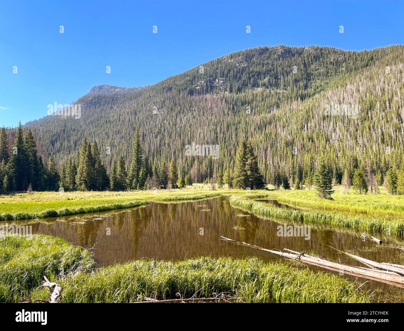 A tranquil mountain lake mirrors the lush forest and clear blue skies in the serene landscape of Rocky Mountain National Park, Colorado. Stock Photo