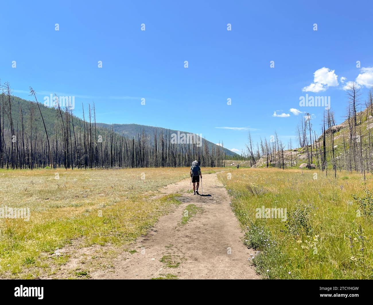 A lone hiker treks through the regenerating landscape of Rocky Mountain National Park. Stock Photo